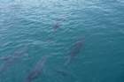 dolfijnenonderwater_small.jpg