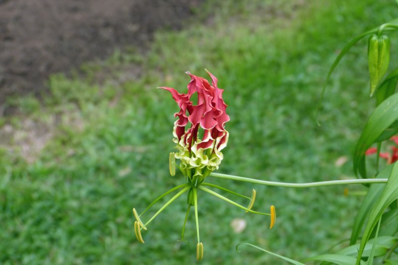 botanischetuinkandy4.jpg