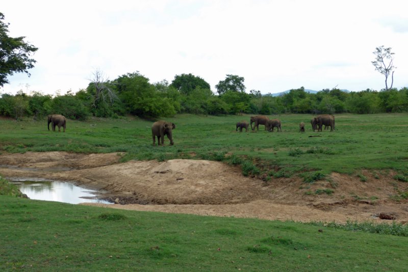 udawalawenationaalpark3.jpg