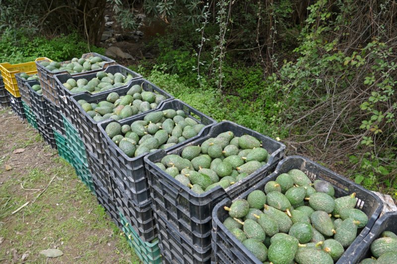 avocado.jpg