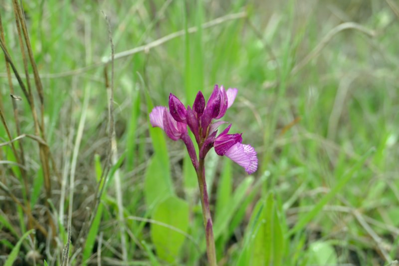 orchidee.jpg