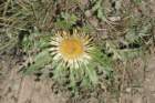 carlina2_small.jpg