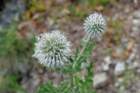 kogeldistel_small.jpg