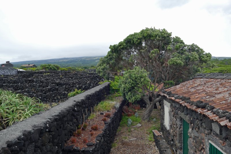 picolajido6.jpg