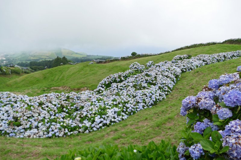 saomiguelhortensias.jpg