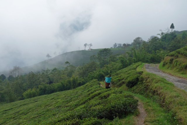 theeplantagesikkim.jpg