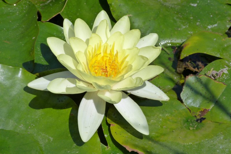 waterlelie.jpg