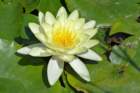 waterlelie_small.jpg
