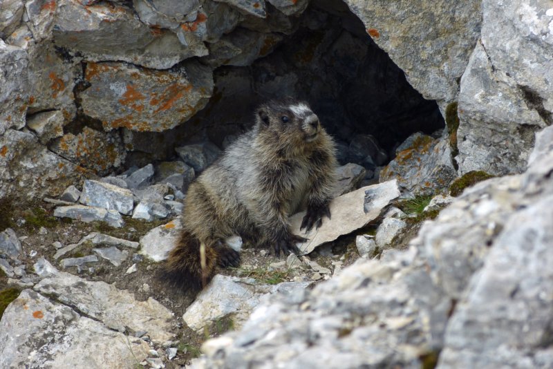 bergmarmot.jpg