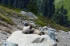 bergmarmotten_small.jpg
