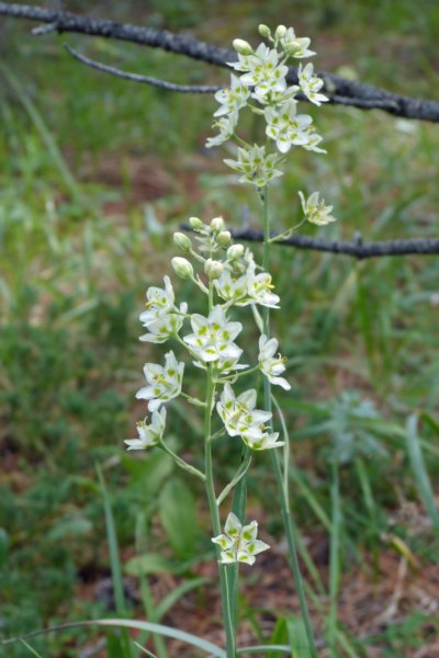 bloem3.jpg