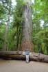 cathedralgrove2_small.jpg