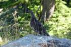 grouse_small.jpg