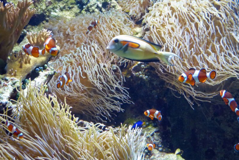 vancouveraquarium2.jpg