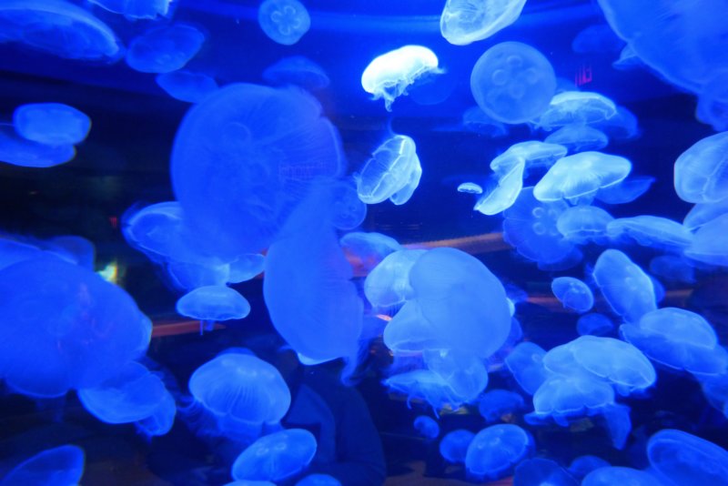 vancouveraquarium4.jpg