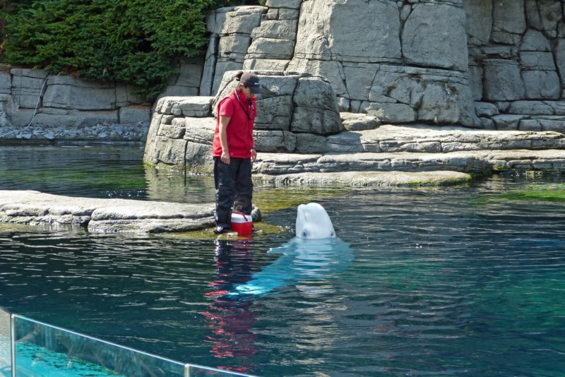 vancouveraquarium6.jpg