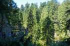 vancouvercapilanosuspensionbridgepark2_small.jpg