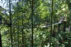 vancouvercapilanosuspensionbridgepark4_small.jpg