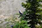 vogel_small.jpg