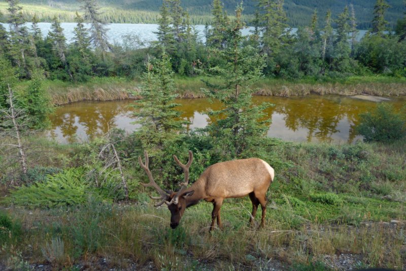 wapiti.jpg
