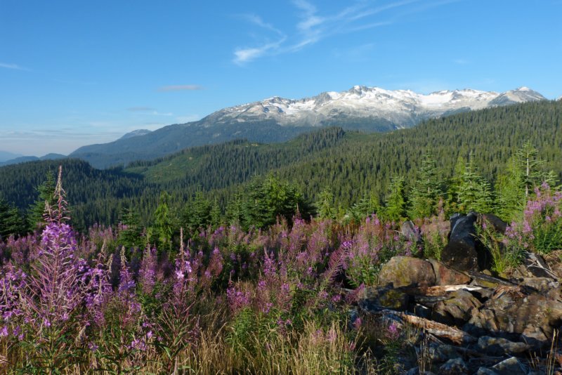 whistler.jpg