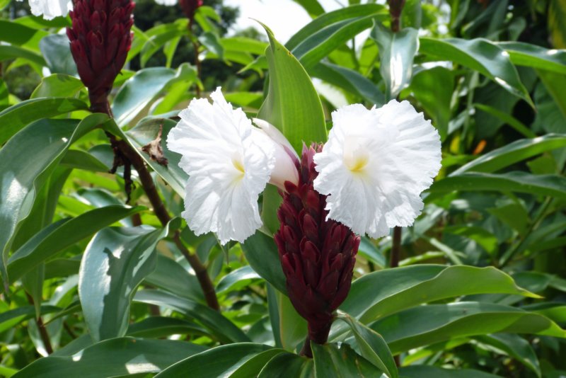 bloem10.jpg