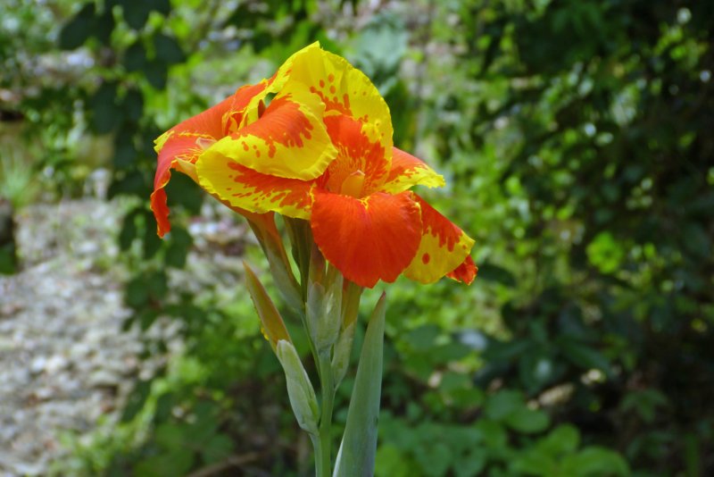 bloem11.jpg