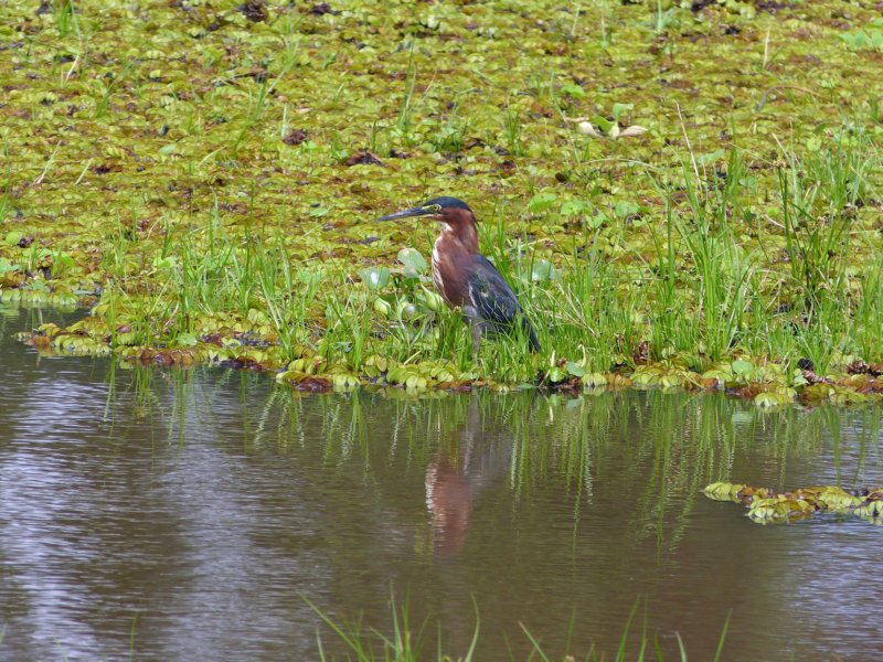 canonegrogroenereiger.jpg