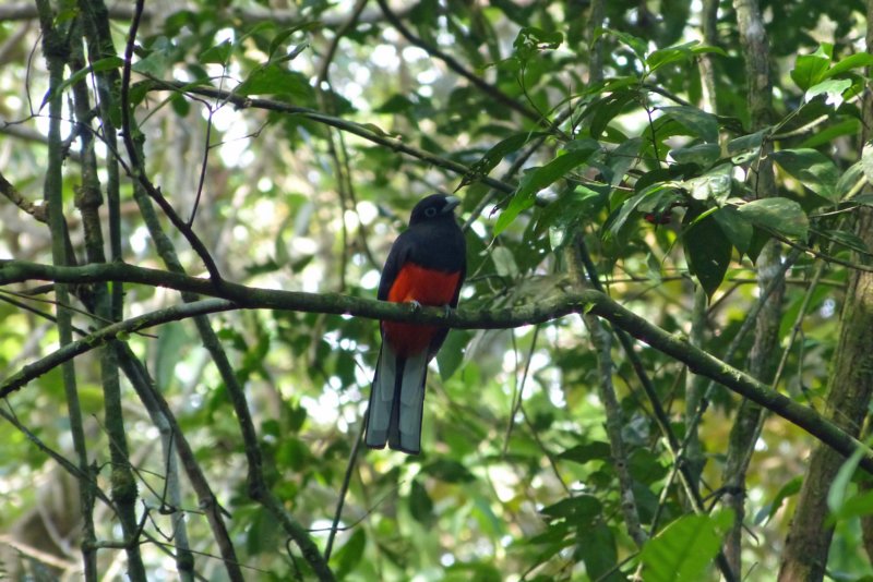 corcovadobairdtrogon.jpg