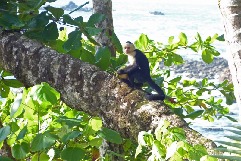 corcovadokokosnoot2.jpg