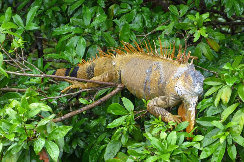 groeneleguaan2.jpg