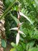 heliconia_small.jpg