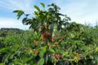 koffiestruik_small.jpg