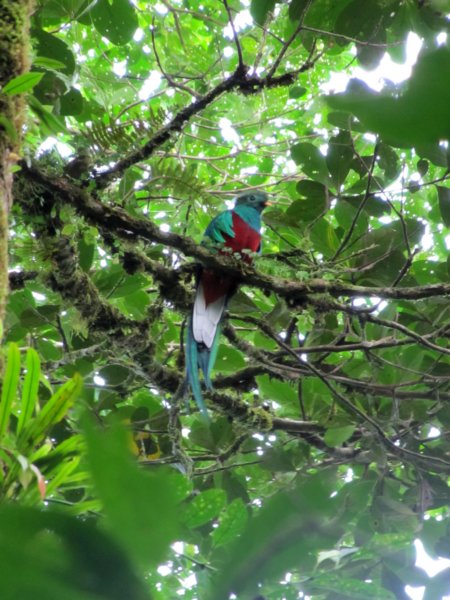 monteverdequetzal.jpg