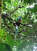 monteverdequetzal_small.jpg