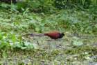 tortuguerojacana_small.jpg
