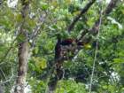 tortugueromontezumaoropendola_small.jpg