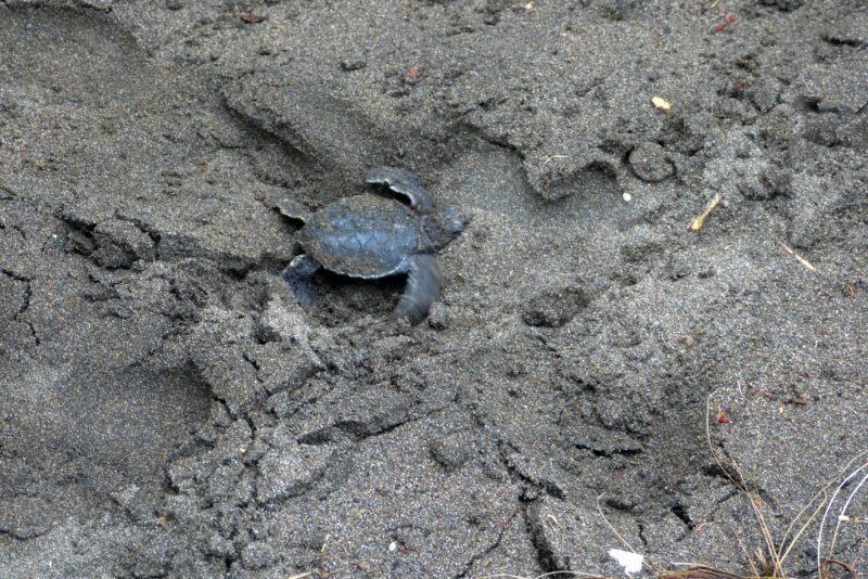 tortugueroschildpadje.jpg