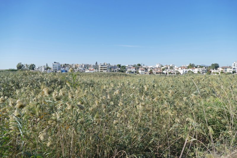 larnaca.jpg