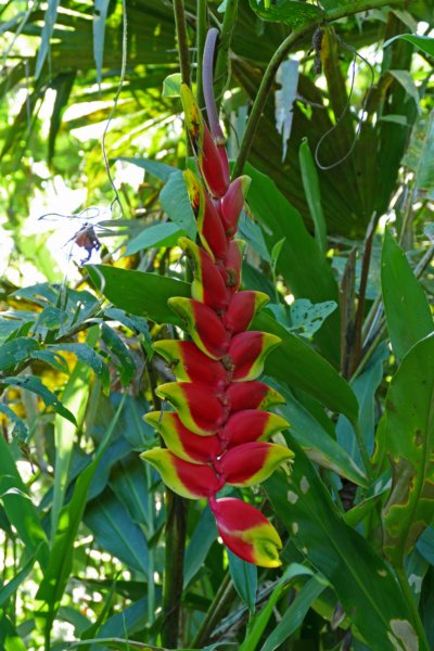 heliconia.jpg