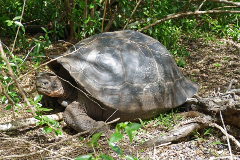 islafloreanalandschildpad.jpg