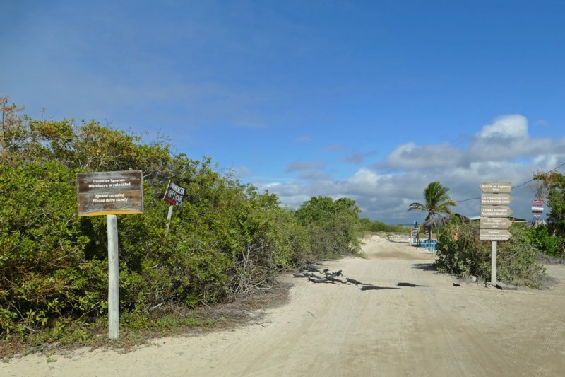 islaisabelaiguanocrossing.jpg
