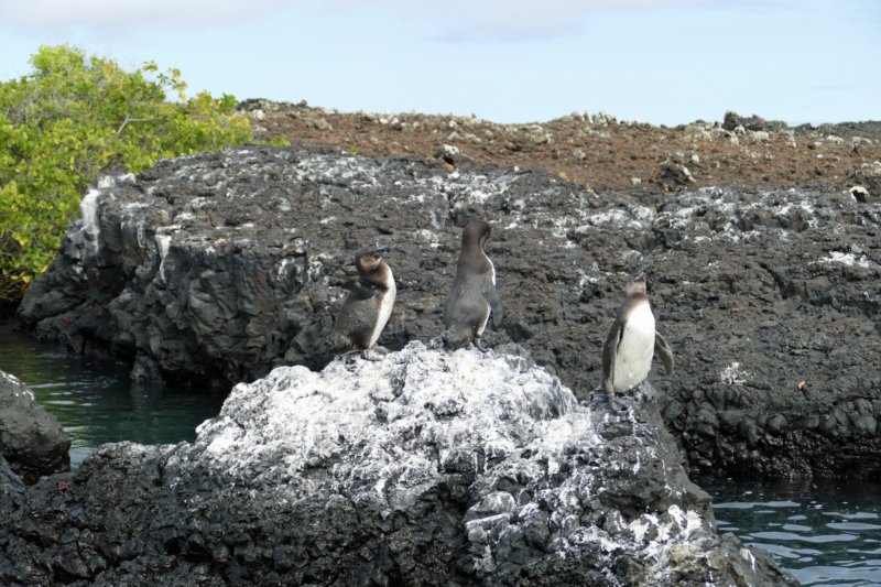 islaisabelapenguins.jpg