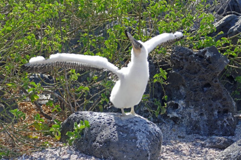 islalobosblauwvoetgent7.jpg