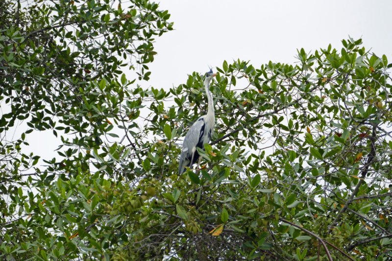 reserveecologicamanglarchurute4.jpg