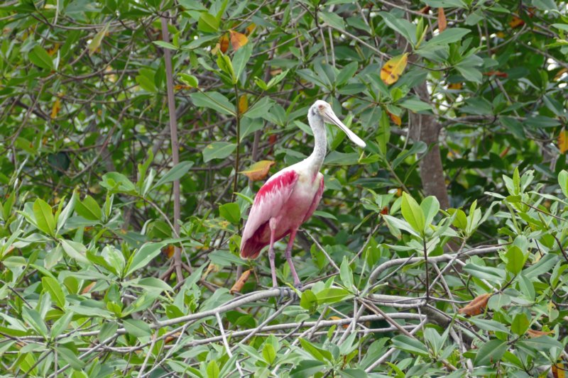 reserveecologicamanglarchurute6.jpg