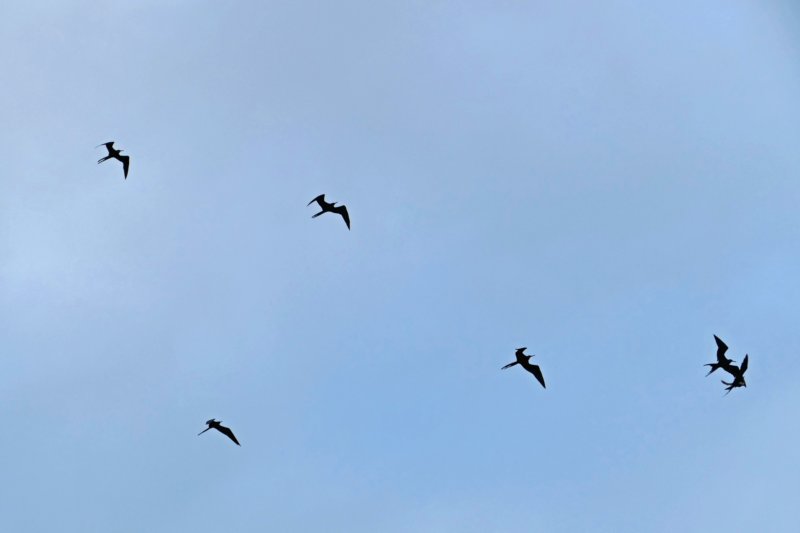 sancristobalfregatvogels.jpg