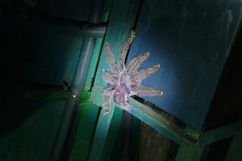 tarantula.jpg