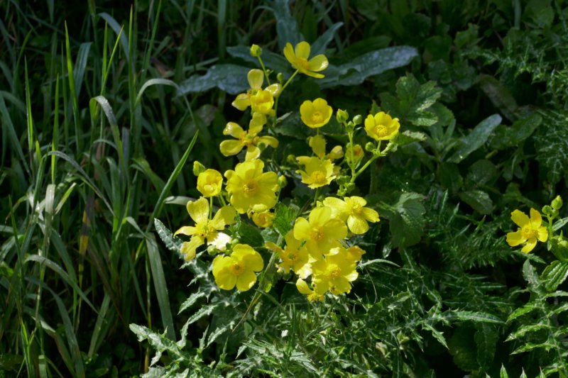 canarischeboterbloem.jpg