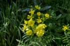 canarischeboterbloem_small.jpg